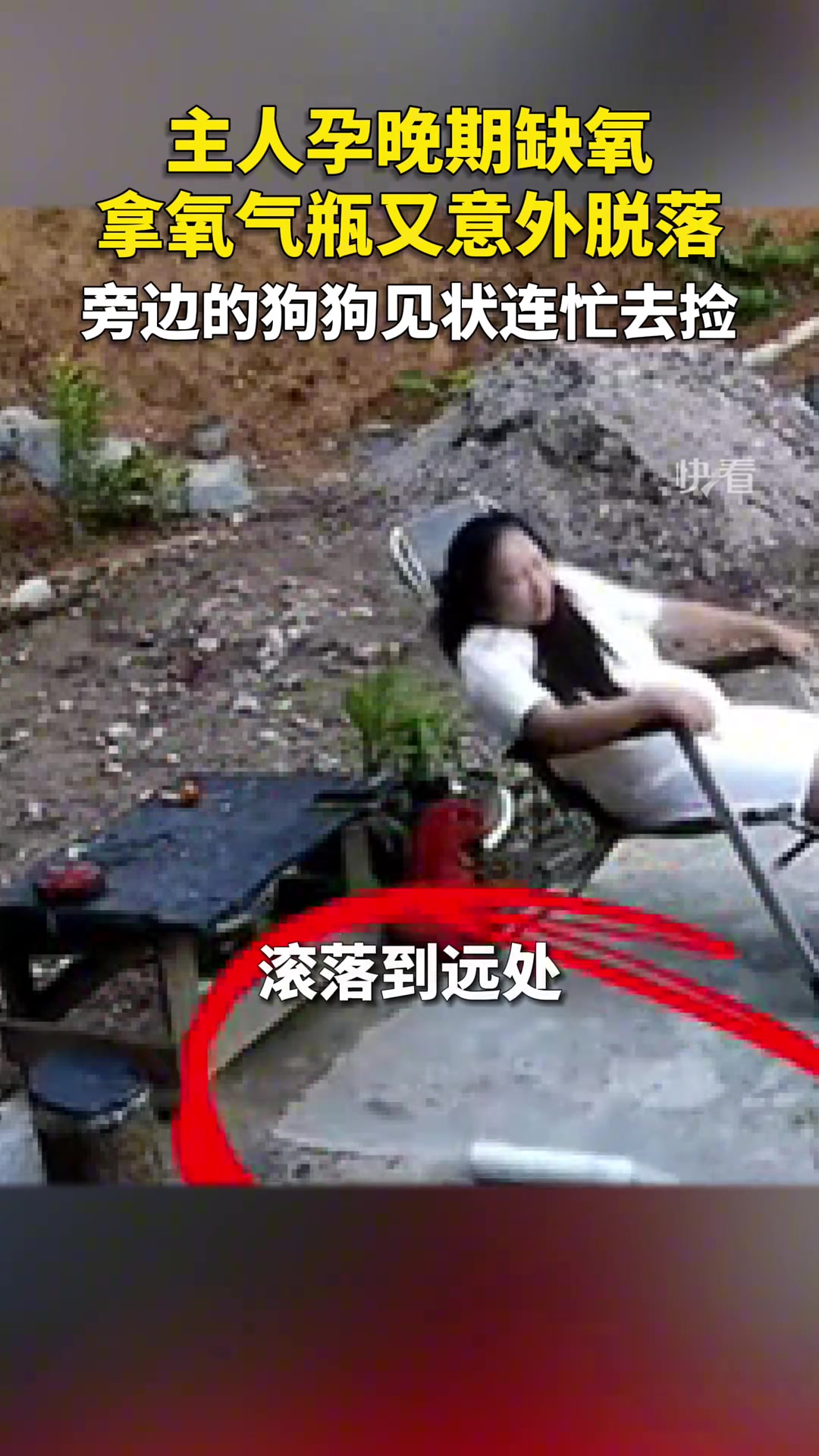 好狗，主人要加鸡腿