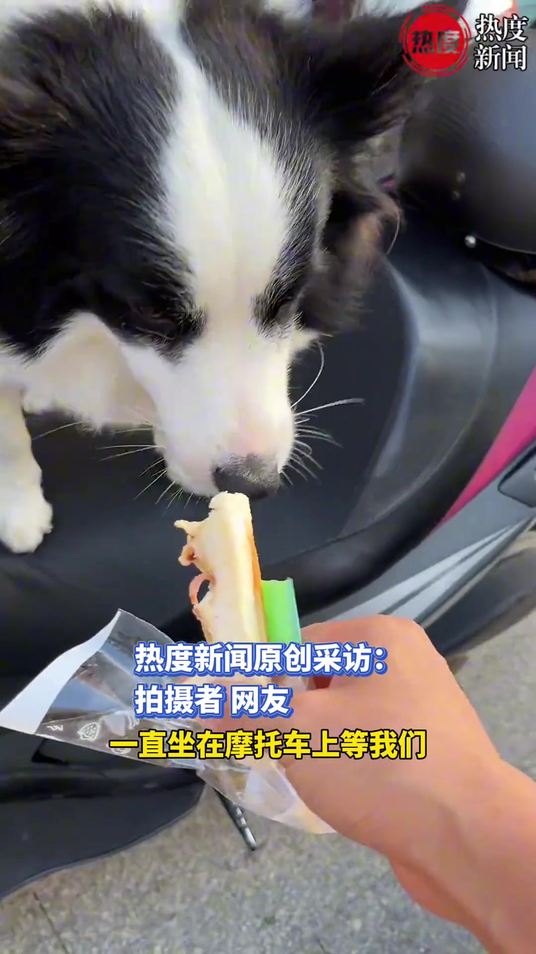 每天送孩子上学时，顺便捡孩子们吃剩的食物给狗狗