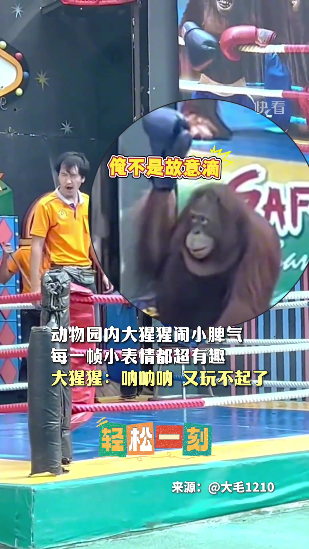 动物园内大猩猩闹小脾气，每一帧小表情都超有趣