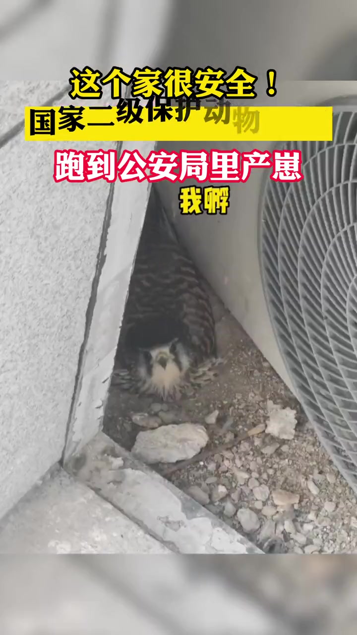 鸟兄，你这样我们夏天都不敢开空调了！！