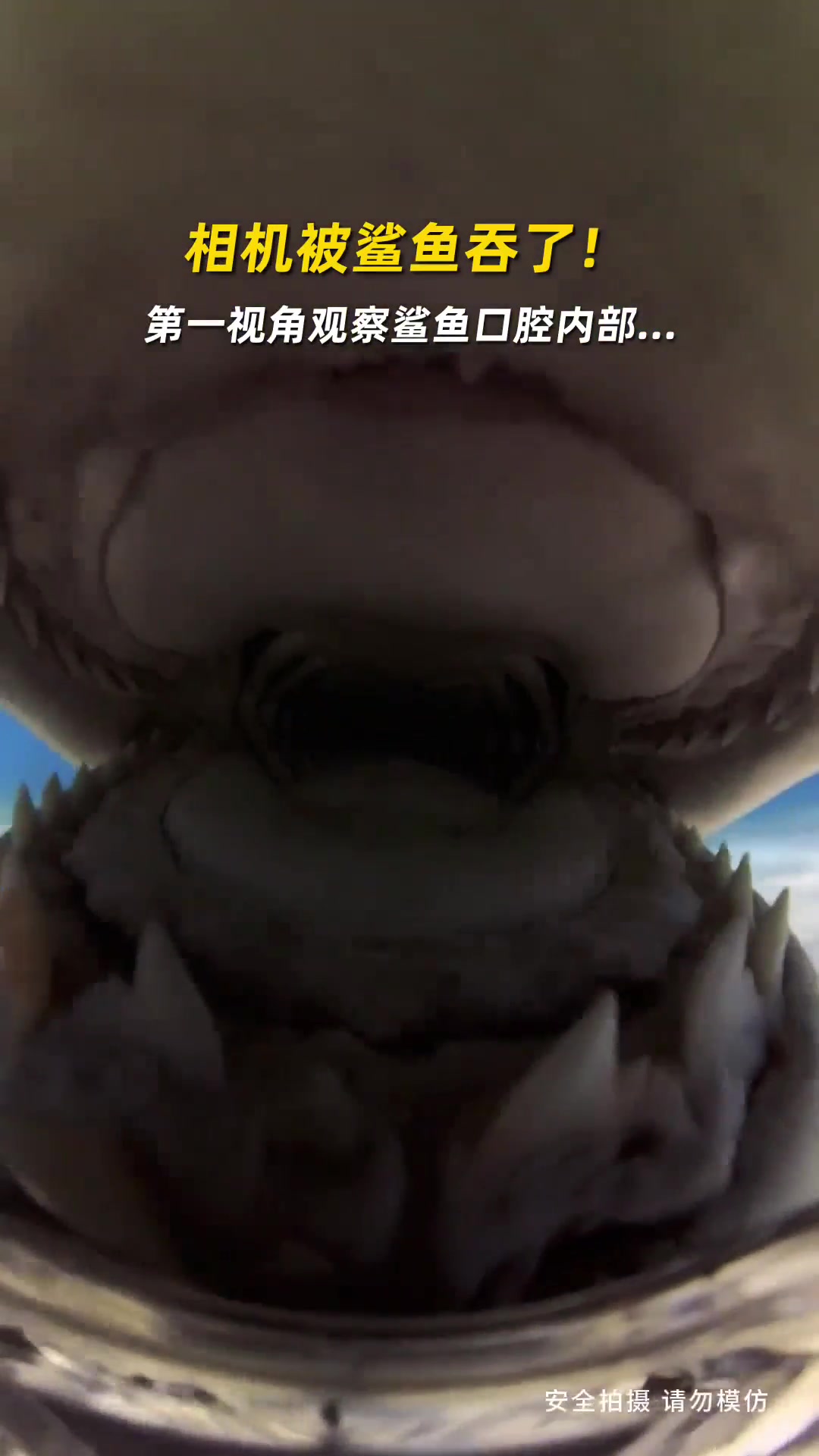 谢谢第一次看到被鲨鱼吃的第一视角