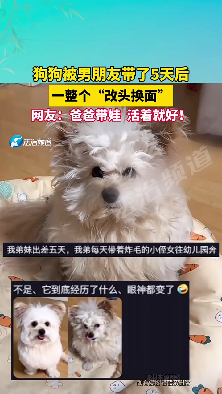 狗子被男友带了五天之后，一整个改头换面