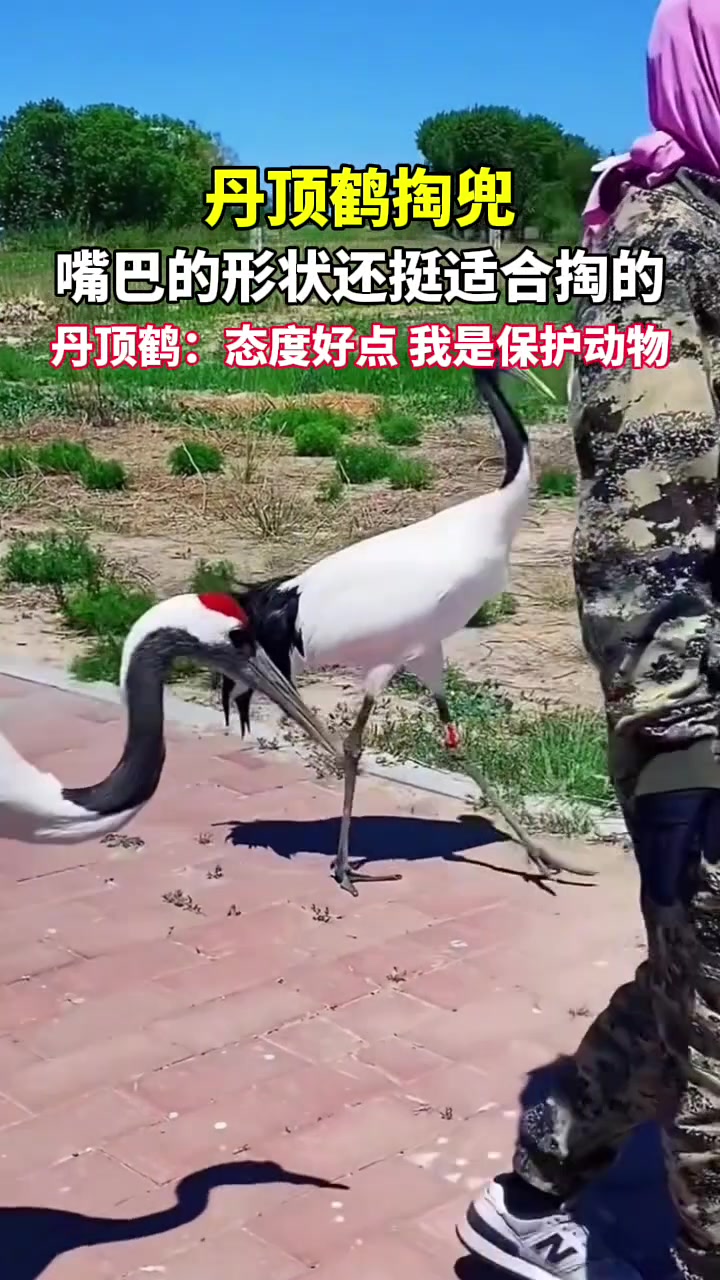 丹顶鹤掏兜，真是熟练啊