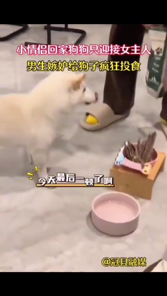 小情侣回家狗狗只迎接女主人，男生嫉妒给狗子疯狂投食