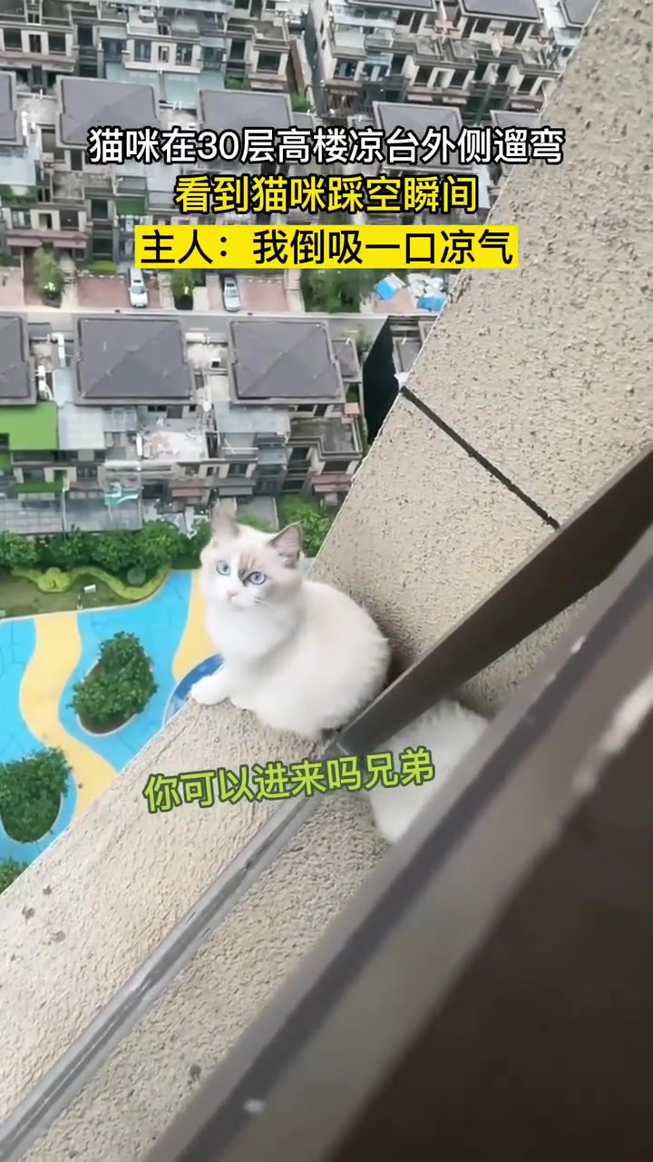 猫咪在层高楼凉台外侧遛弯，踩空一瞬间主人吓得当场倒吸一口凉气