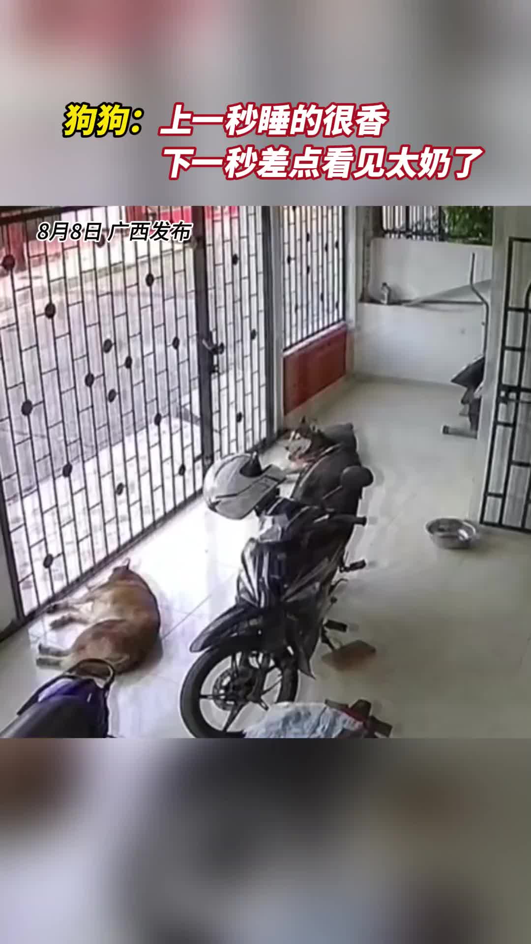 还好有监控，不然这锅得狗子背