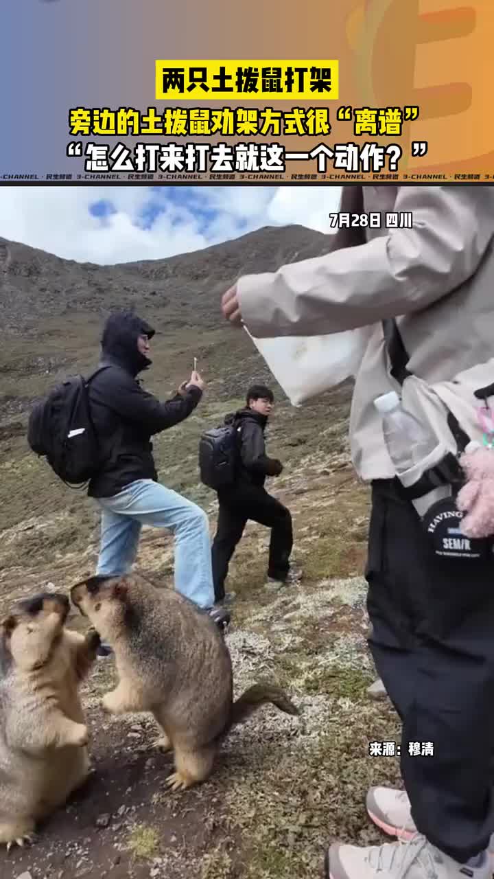 土拨鼠打架，怎么打来打去就这一个动作