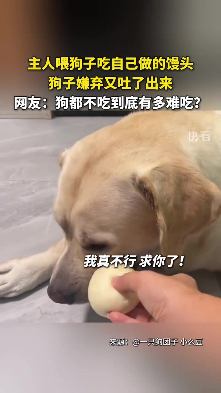 能让拉布拉多都吃不下去的东西，得有多难吃啊