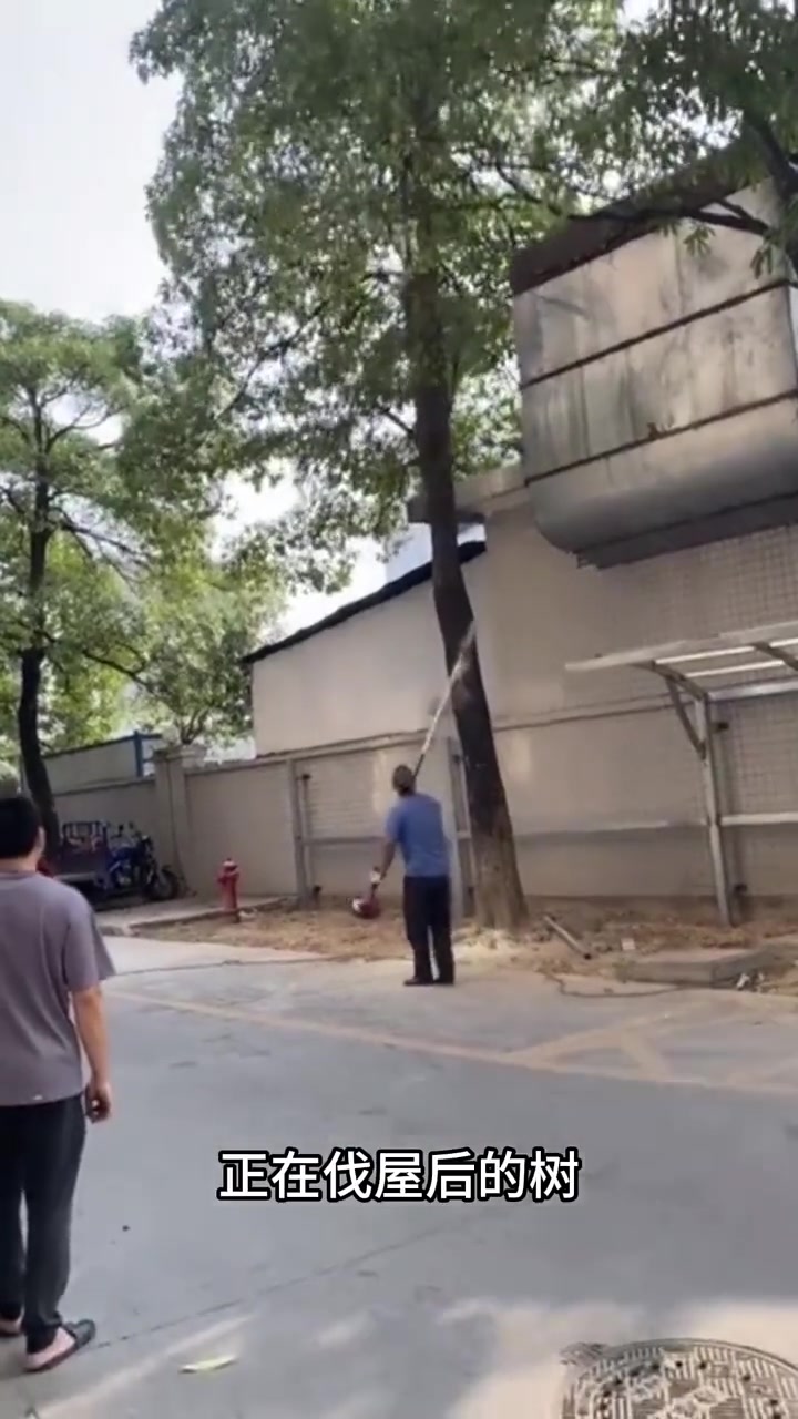 树是修了，这屋顶估计也得修了