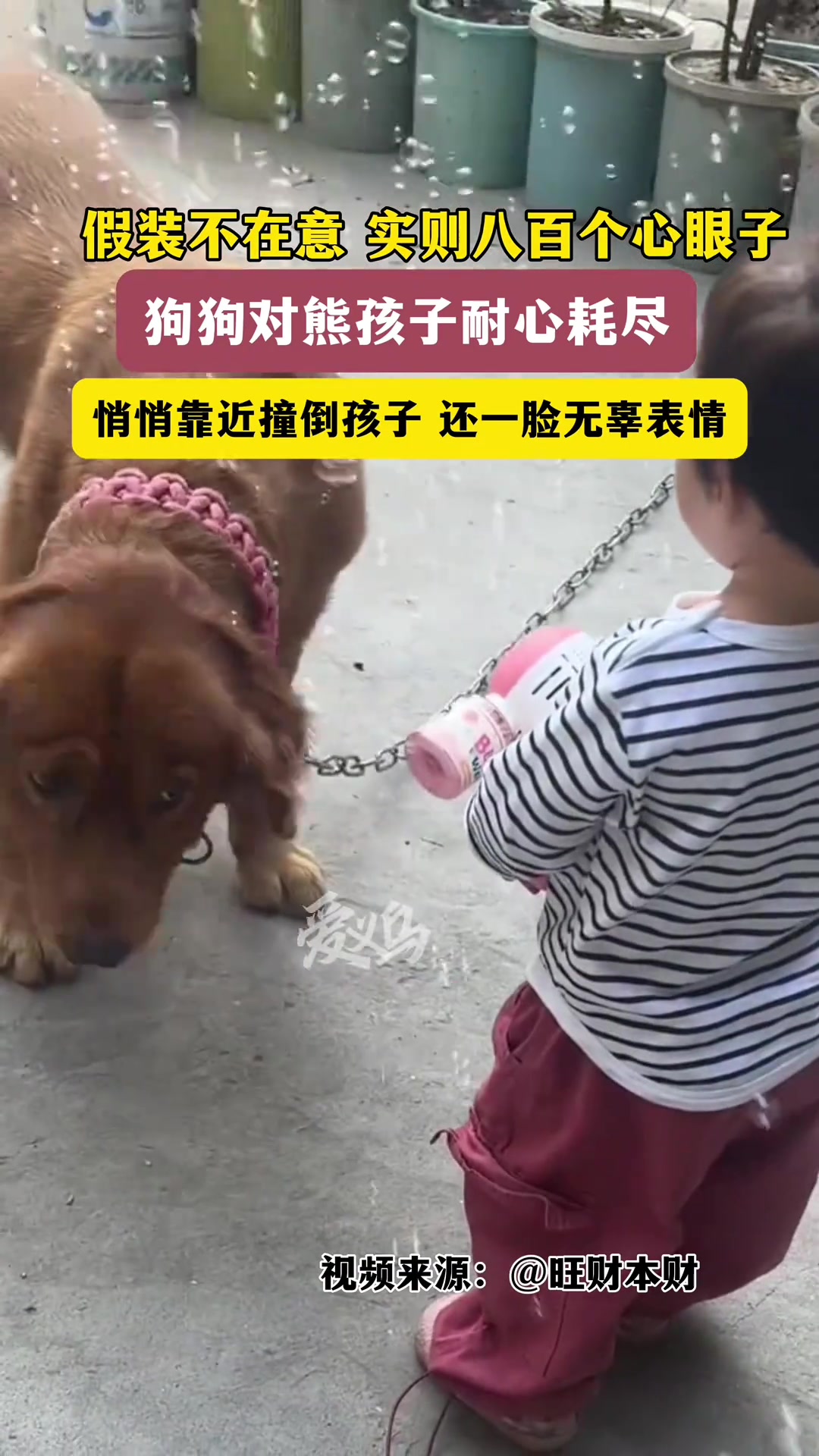 假装不在意实则八百个心眼子，这狗狗的演技不错