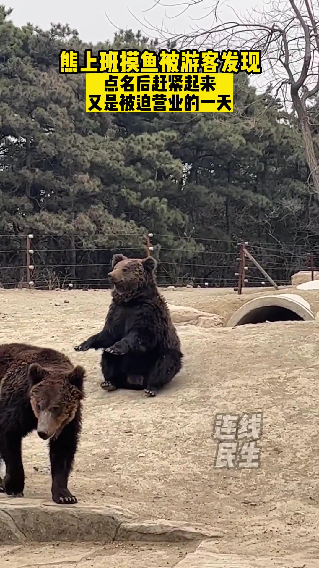熊上班摸鱼被游客发现，点名后赶紧起来！
