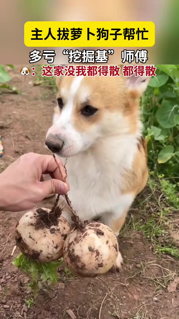 主人拔萝卜，还带了个“挖掘基”