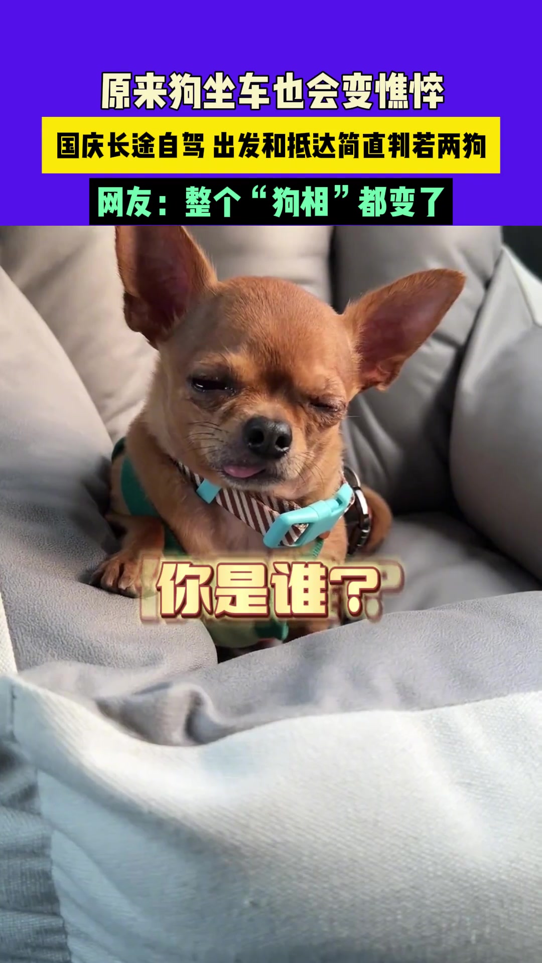 原来狗狗坐长途车也会变憔悴！！！