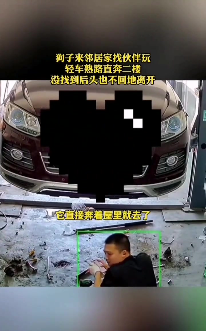 高傲的狗子！