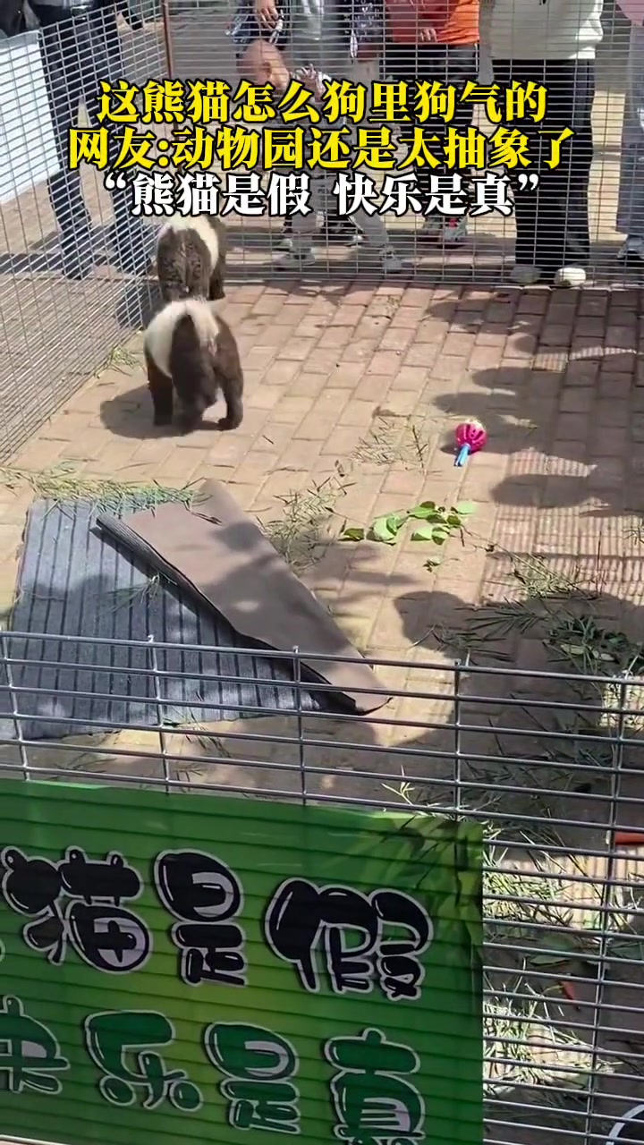 这熊猫怎么狗里狗气的