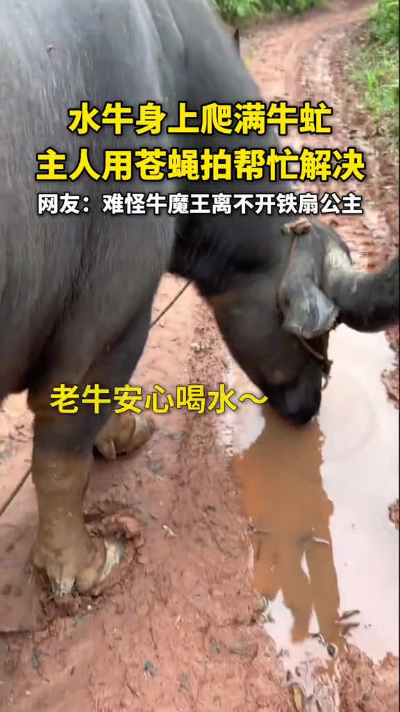难怪牛魔王离不开铁扇公主！