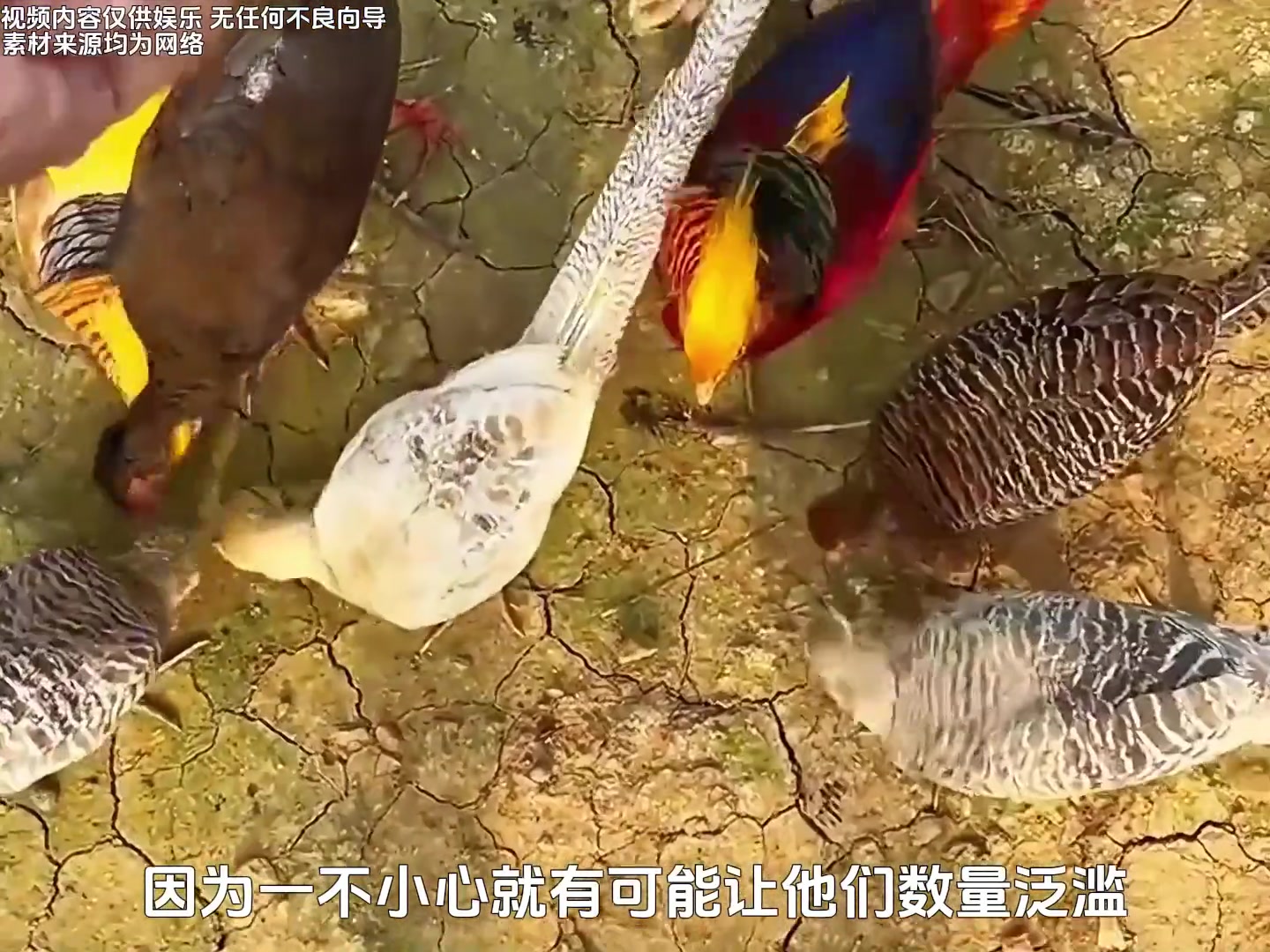 大爷把红腹锦鸡当成家鸡散养