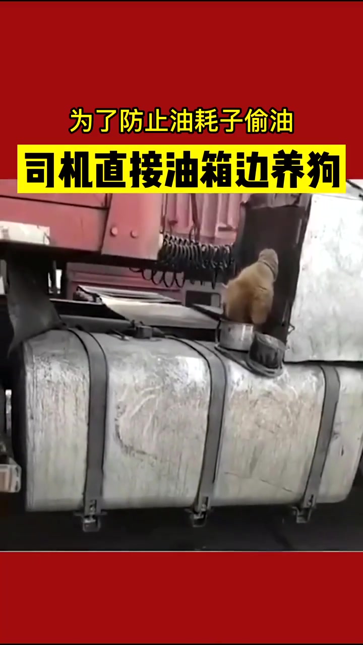 为了防止油耗子偷油，司机直接油箱边养狗