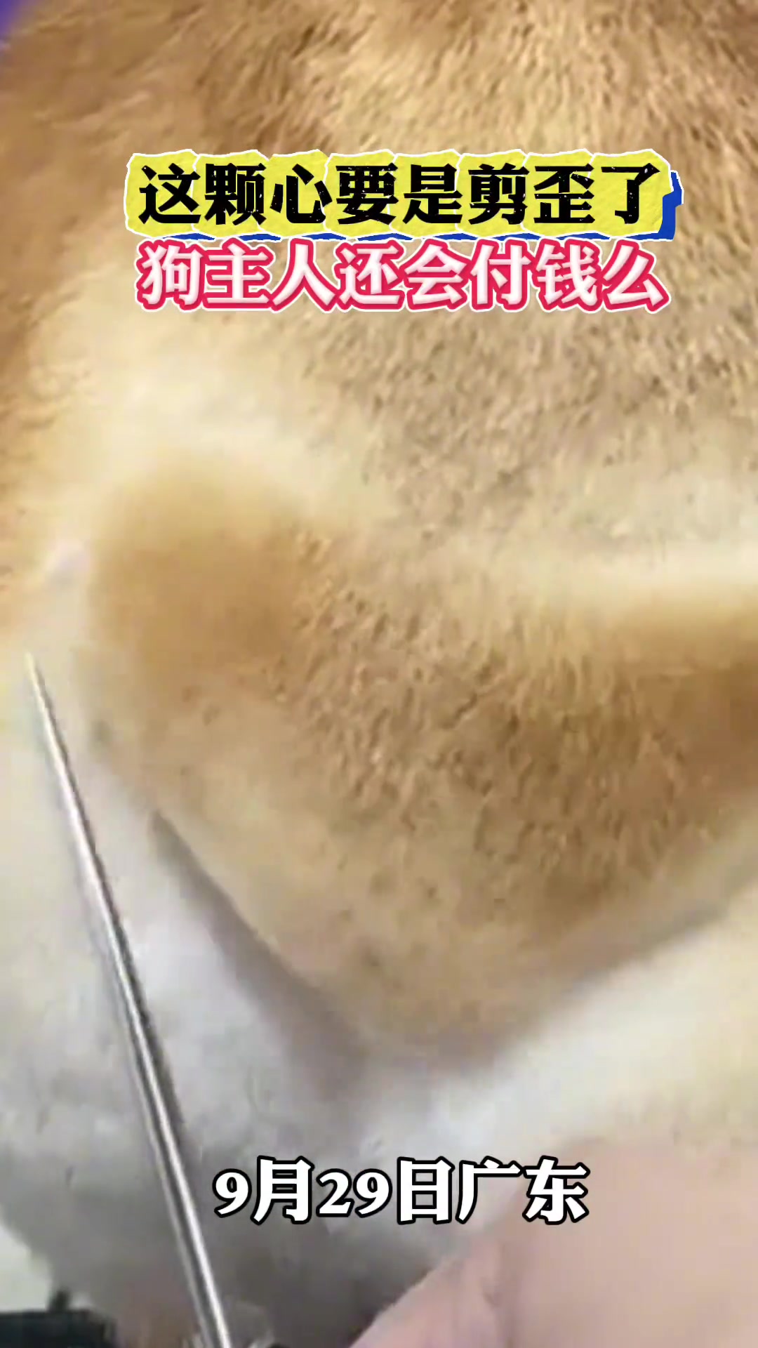这颗心要是剪歪了，狗主人还会付钱么