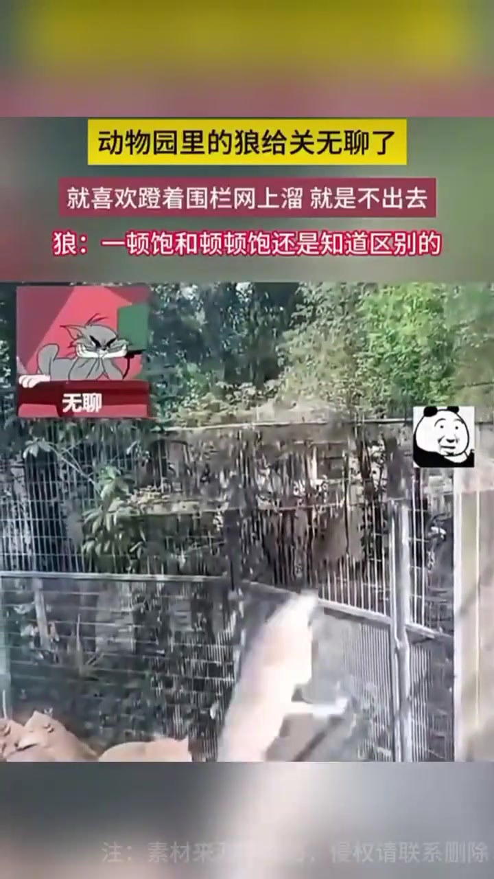 动物园里的狼给关无聊了就喜欢蹬着围栏网上溜就是不出去