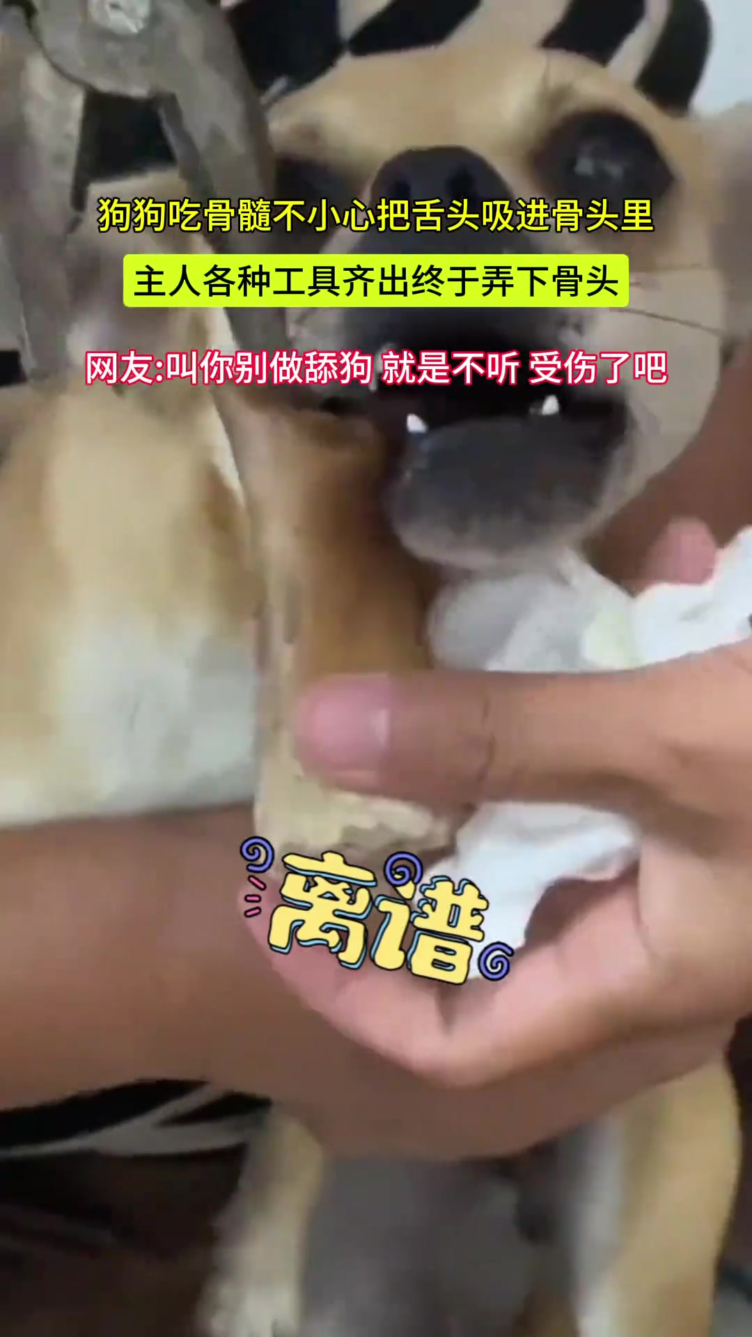 狗狗吸骨髓舌头反被吸住狗子：以后再也不做舔狗了