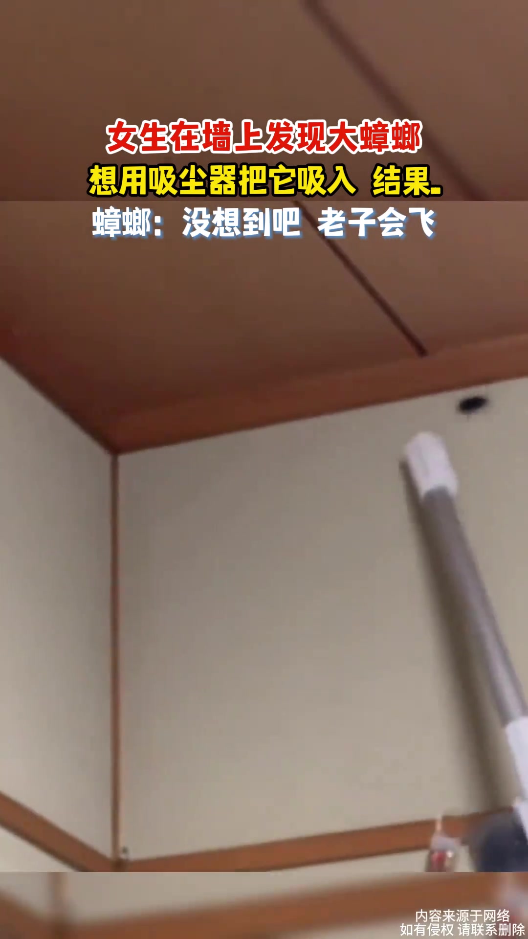女生在墙上发现大蟑螂想用吸尘器把它吸入结果