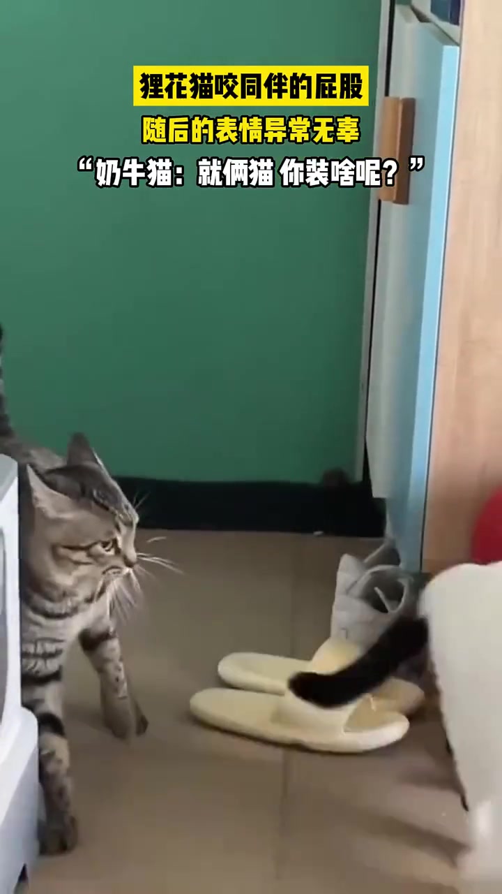 狸花猫：不是它怎么知道的呢