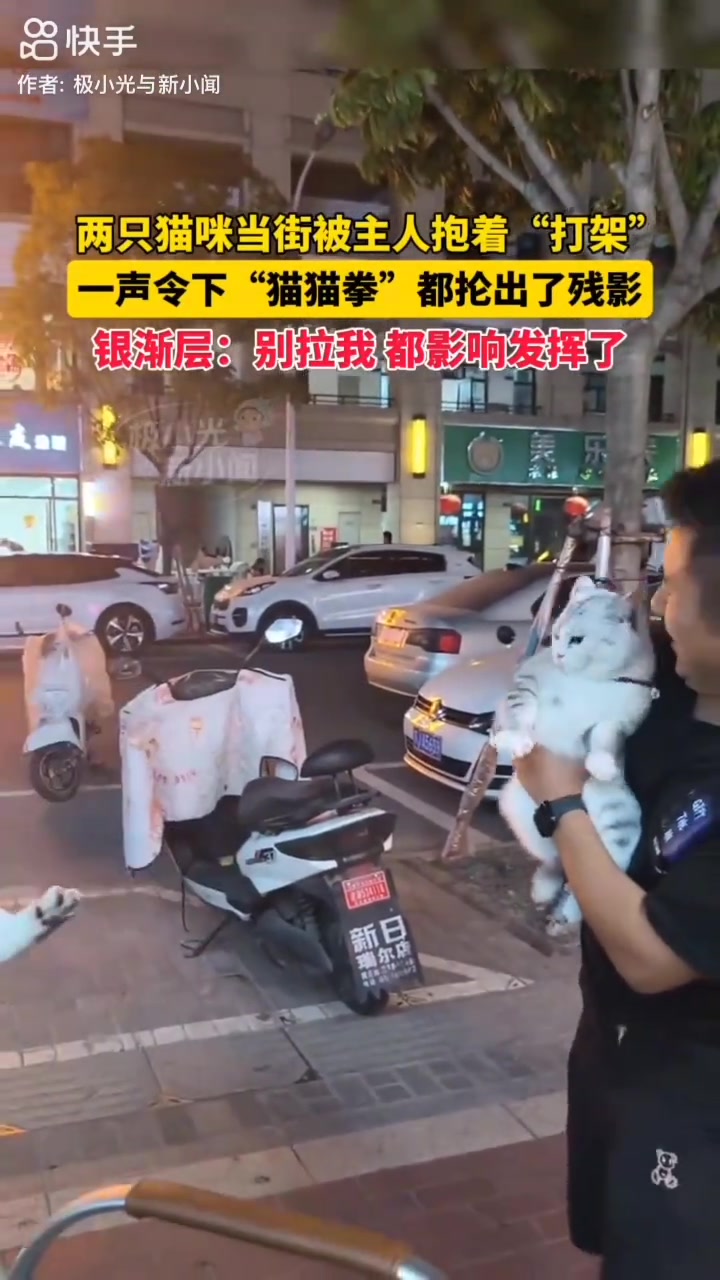 两猫咪当街被主人抱着“打架”一声令下“猫猫拳”都抡出了残影