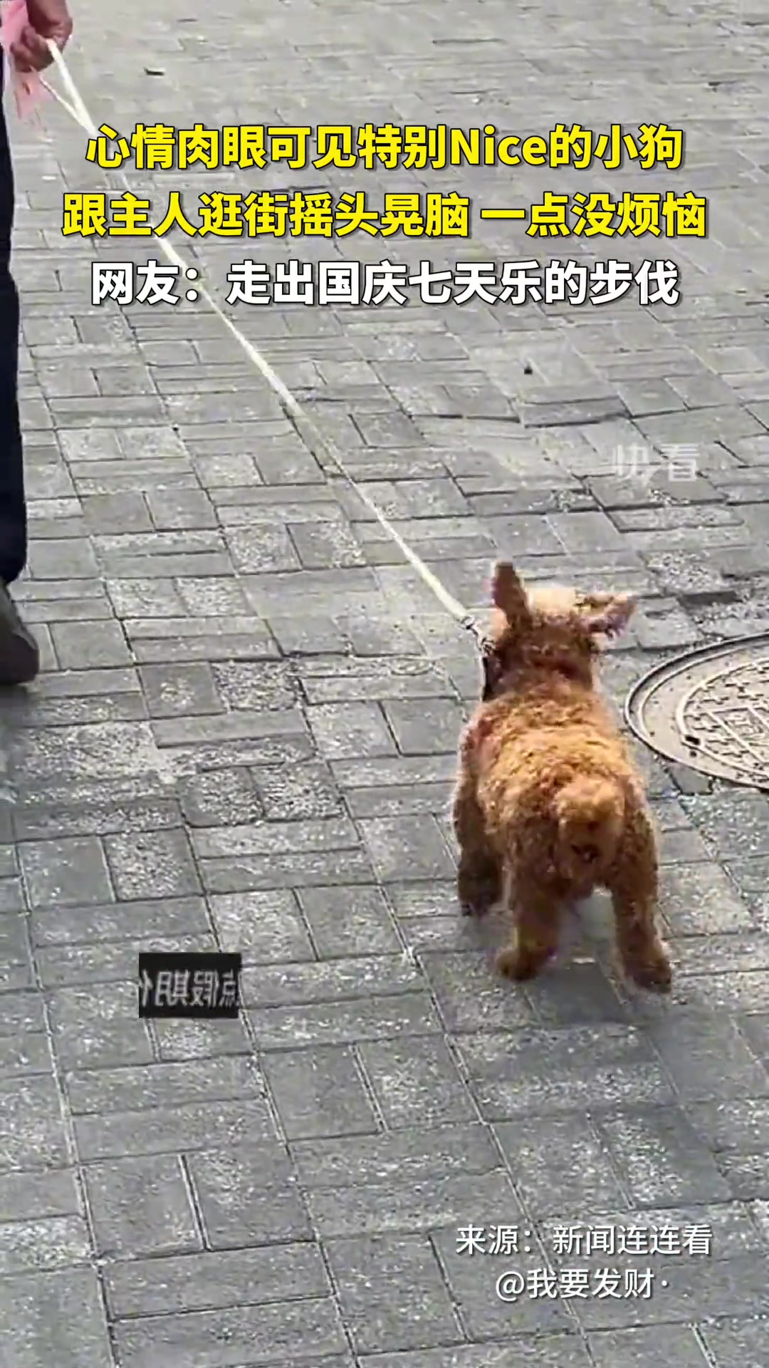 心情肉眼可见特别Nice的小狗跟主人逛街摇头晃脑一点没烦恼