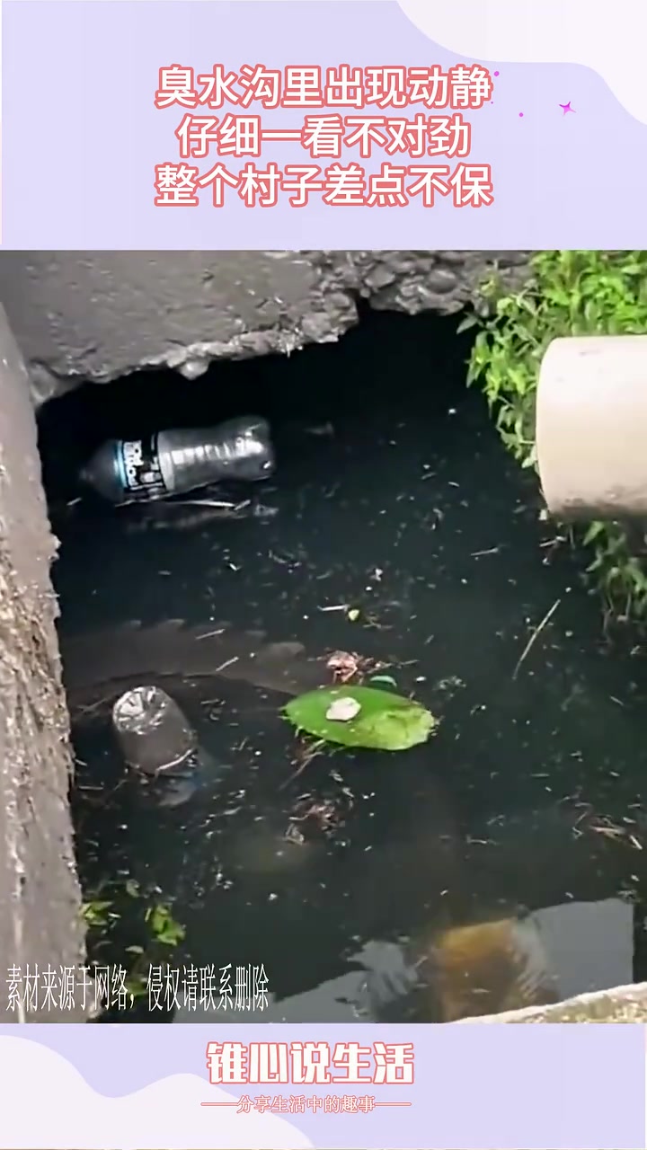 臭水沟里出现动静，仔细一看这是鳄鱼啊！！