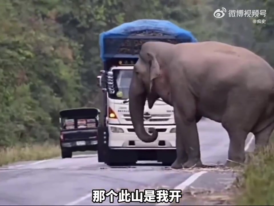 大象：我长这么大，就不知道什么是天敌！！！