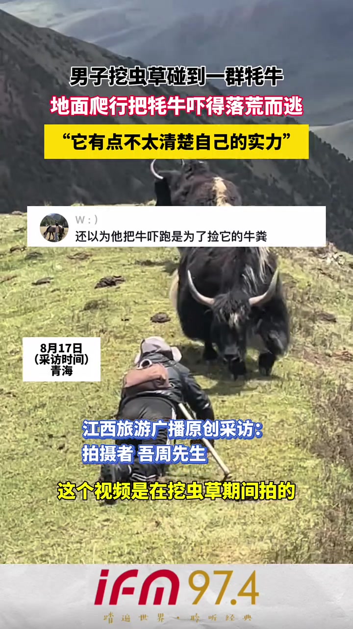 男子挖虫草碰到一群牦牛，地面爬行把牦牛吓得落荒而逃