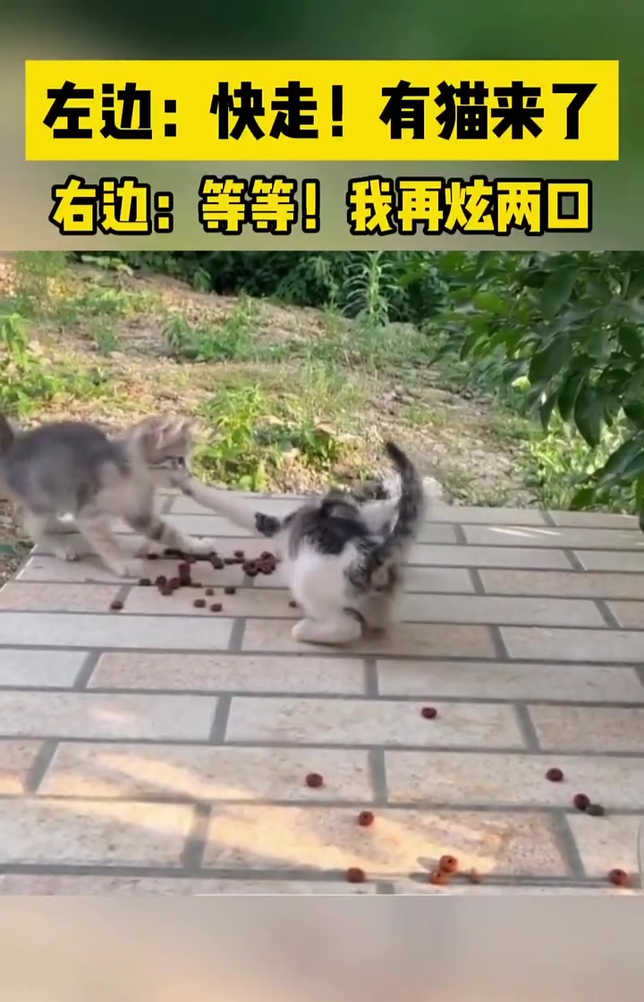 左边：快走！有猫来了右边：等等！我再炫两口！