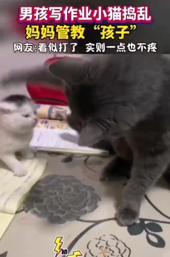 男孩写作业小猫捣乱结果被妈妈管教了