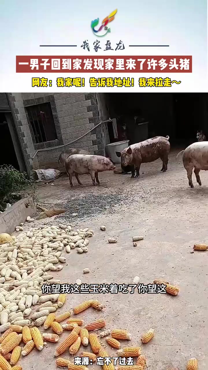 男子一回家，发现家里多了许多头猪