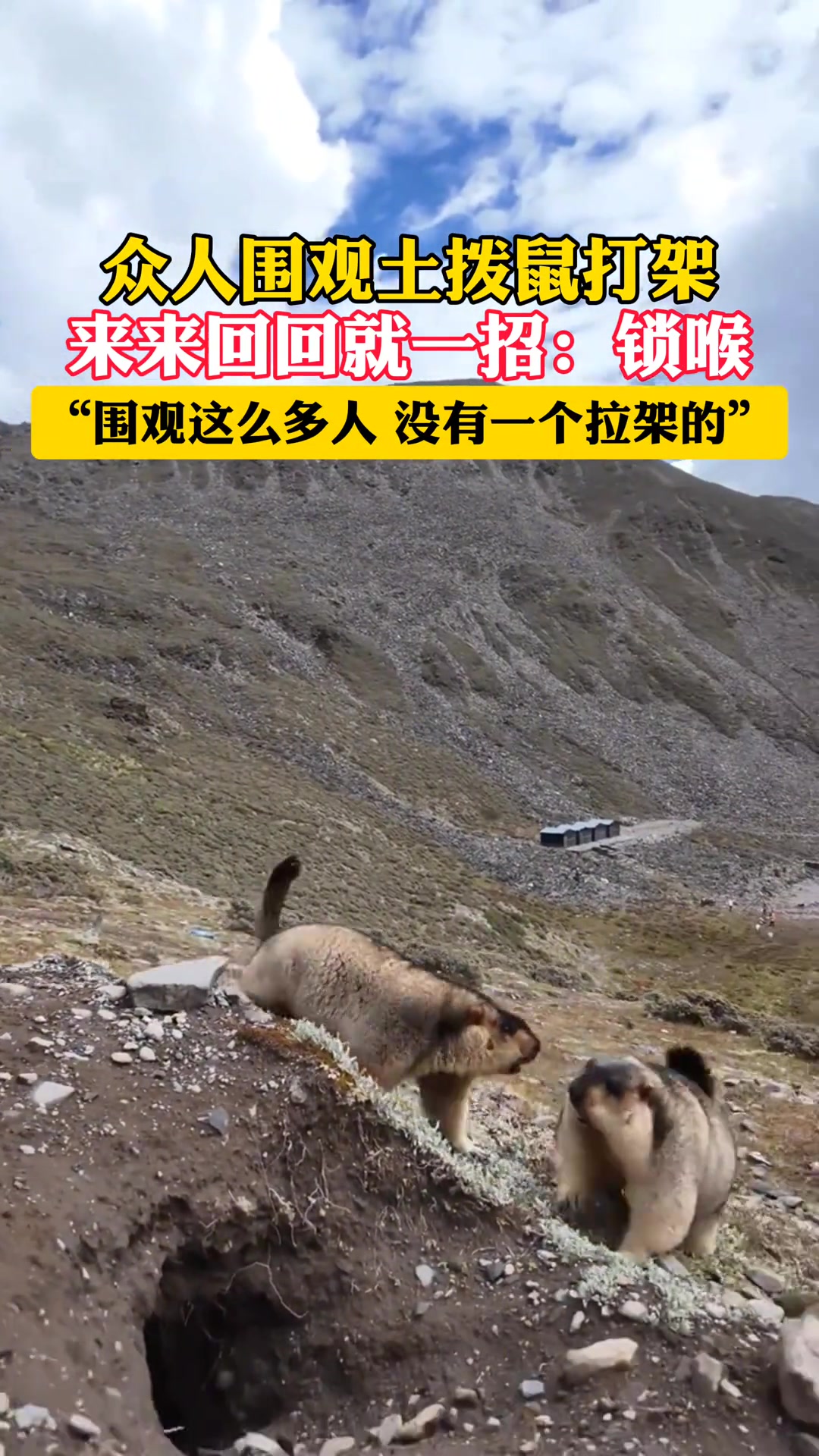 土拨鼠打架就一招：锁喉！“围观这么多人，没有一个拉架的“！