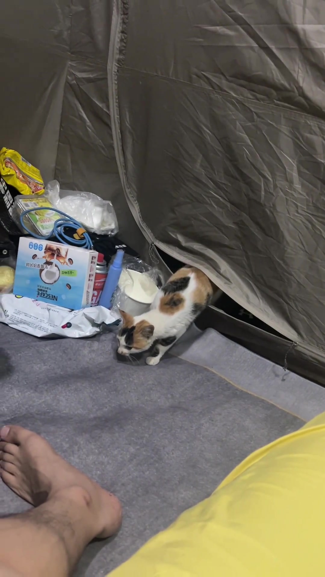 露营大半夜突然有个鬼鬼祟祟的猫闯进来了