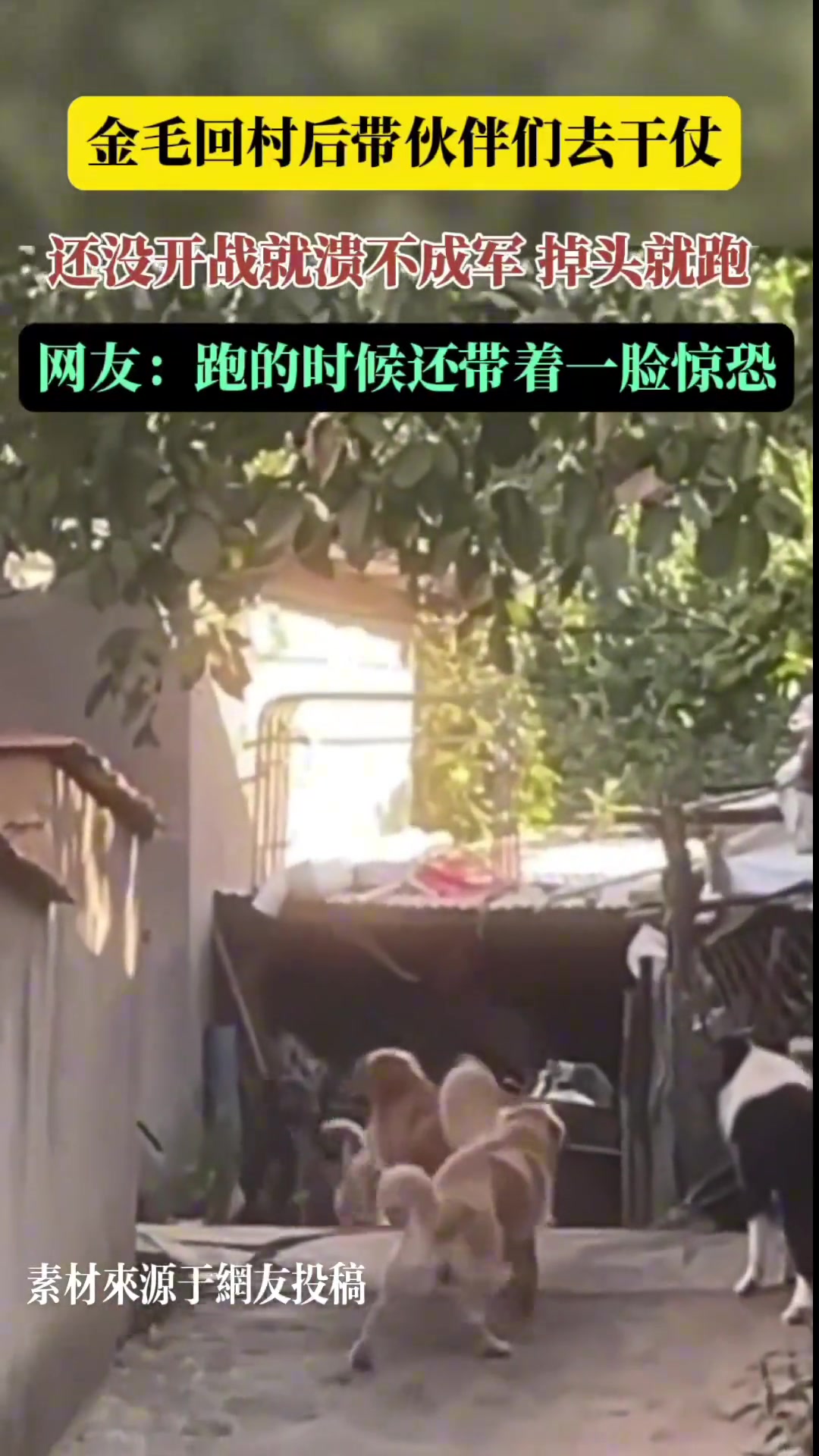 金毛回村后带伙伴们去干仗，还没开战就溃不成军掉头就跑