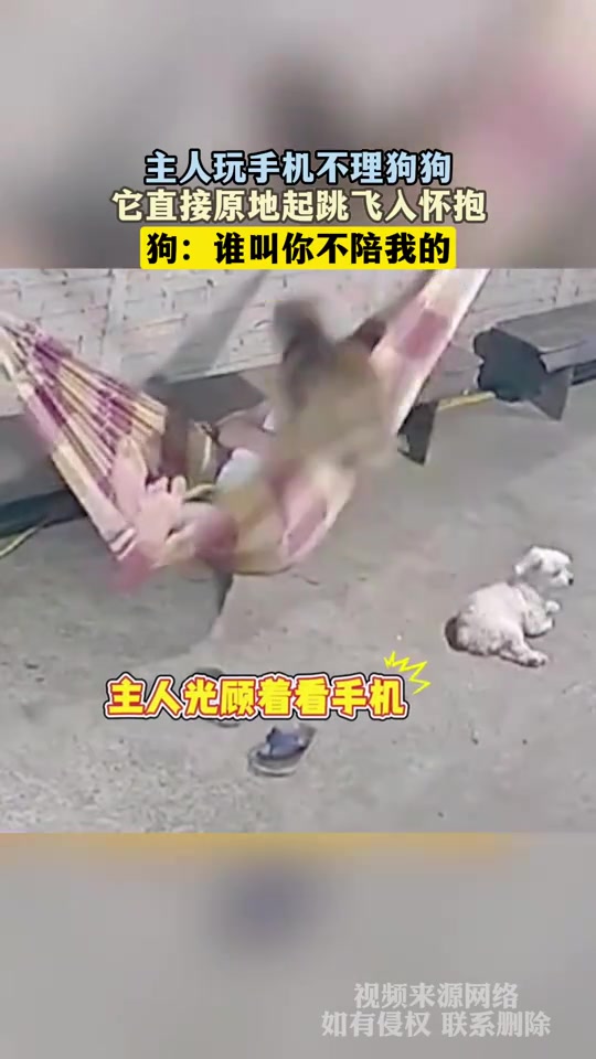 主人玩手机不理狗狗，它直接原地起跳飞入怀抱
