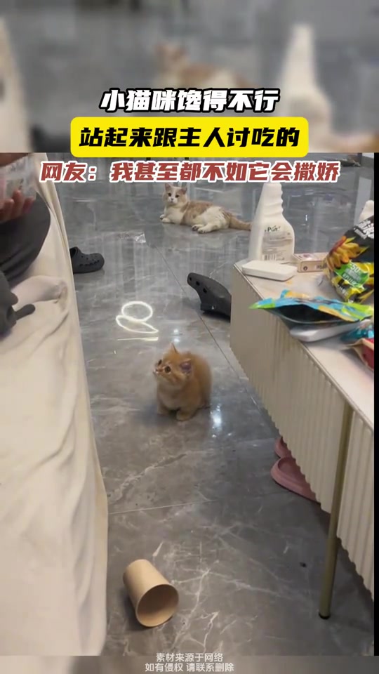 小猫咪馋得不行，站起来跟主人讨吃的