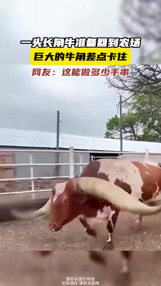 一头长角牛准备回到农场，巨大的牛角差点卡住