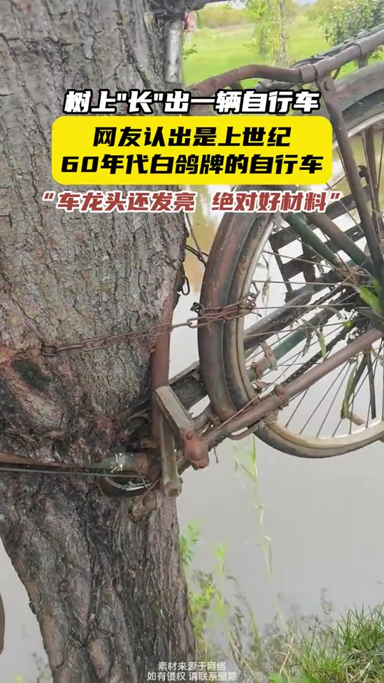 树上长出一辆自行车，网友认出是上世纪60年代白鸽牌的单车