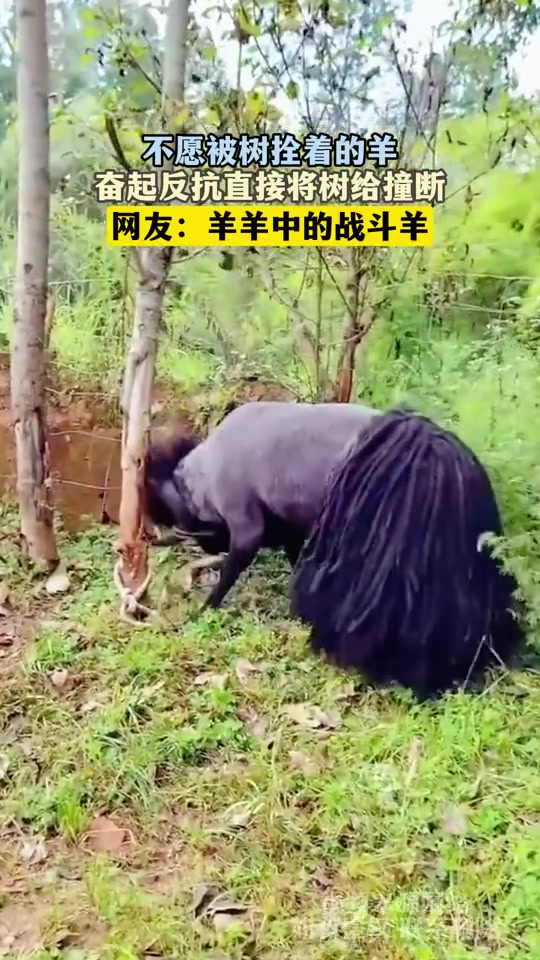 不愿被树拴着的羊，奋起反抗直接将树给撞断