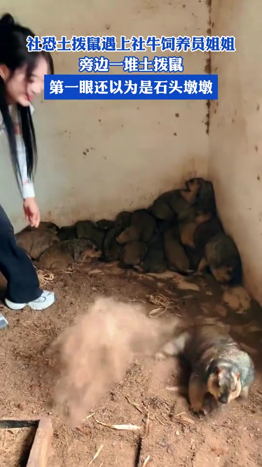 社恐土拨鼠遇上社牛饲养员姐姐