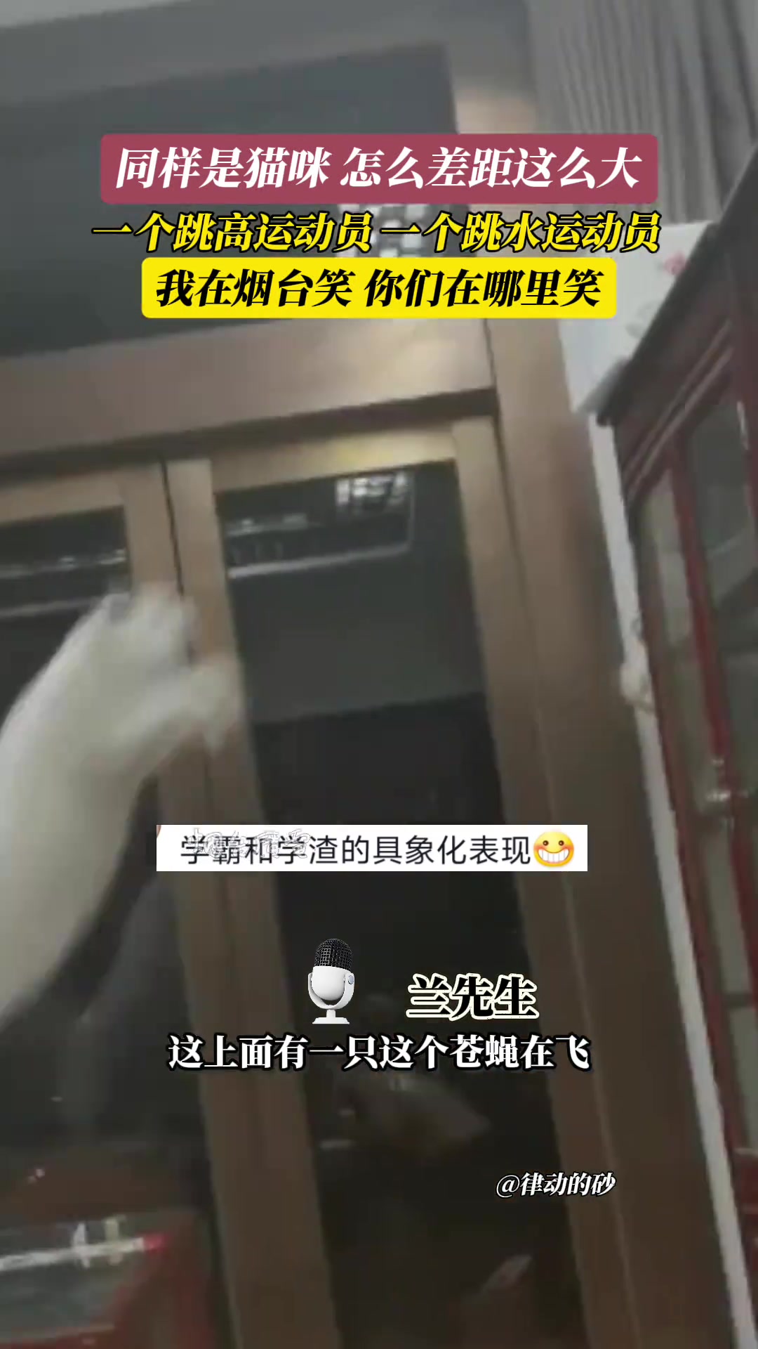 同样是猫，怎么差距就这么大呢