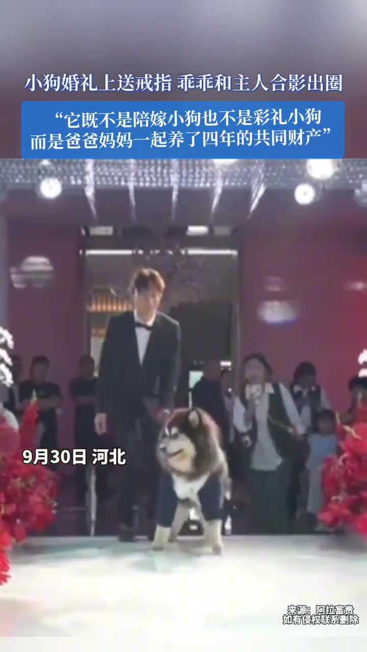 小狗婚礼上送戒指，乖乖和主人合影出圈