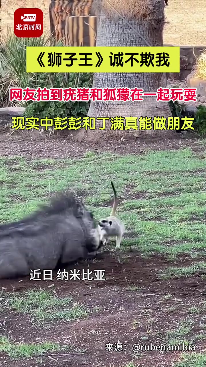 《狮子王》果然名不虚传！现实中的彭彭和丁满竟然也能成为好友