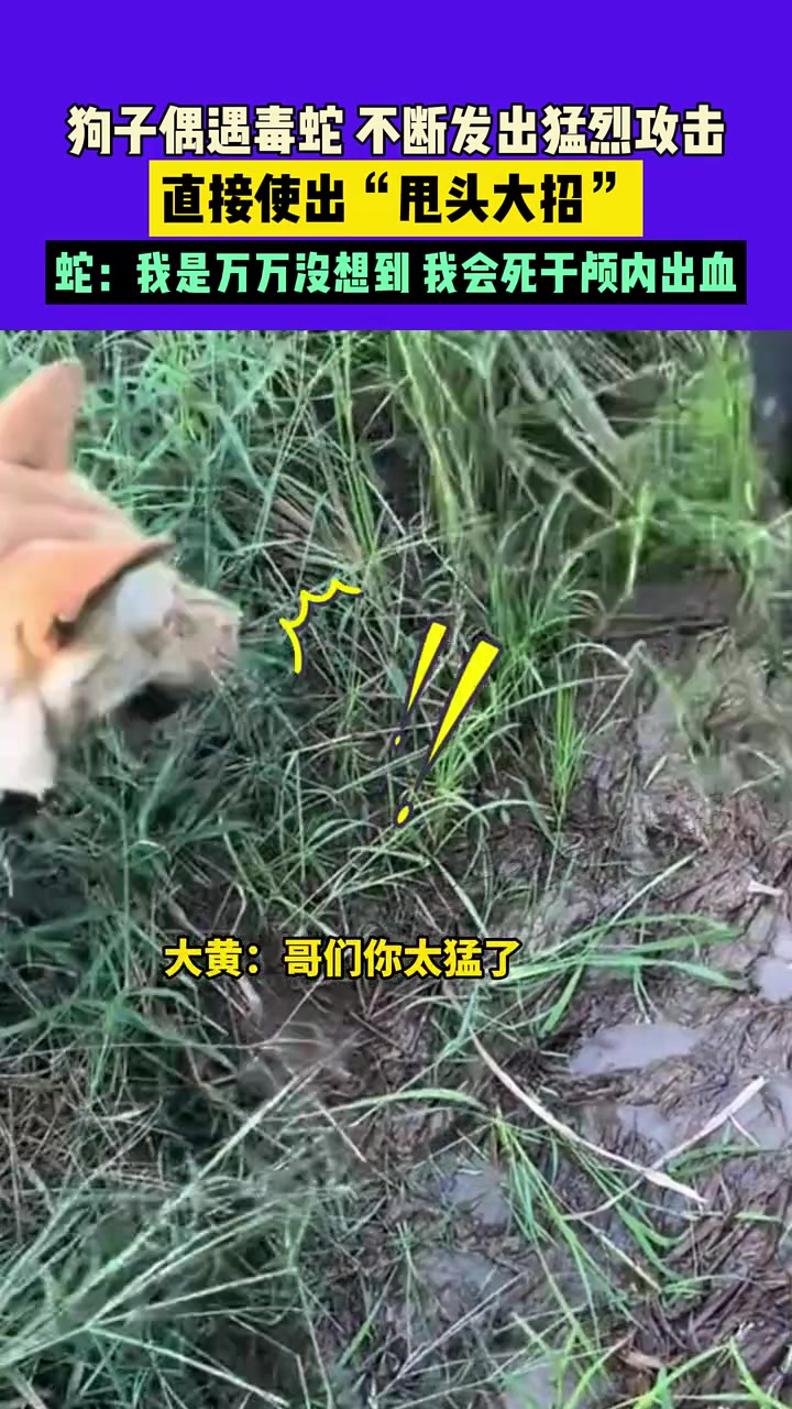 蛇：我是万万没想到，我会死于颅内出血！！