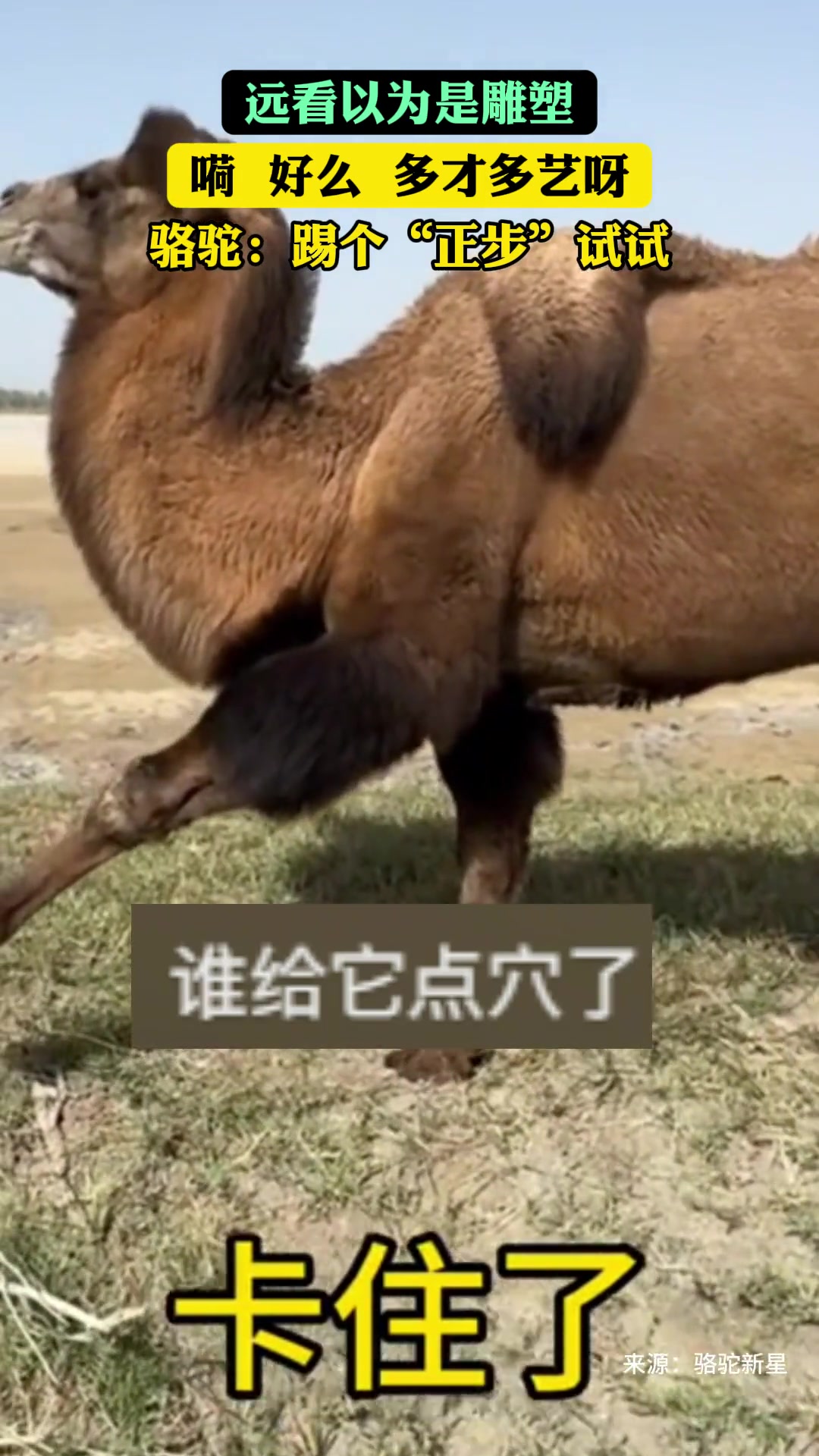 以为骆驼网络卡住了，靠近一看原来是真卡住了！！！