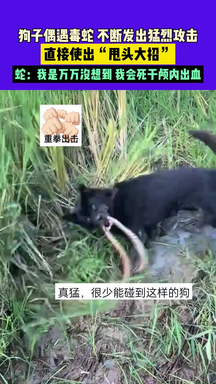 毒蛇：脑浆都给我摇匀了！